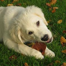 Golden retriever Anton