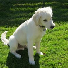 Golden retriever Anton