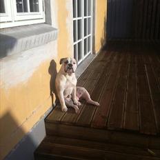 Olde english bulldogge Tjalfe