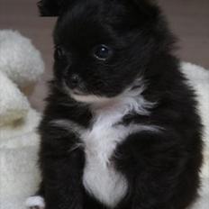 Blanding af racer Bella