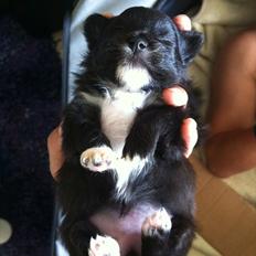 Blanding af racer Bella