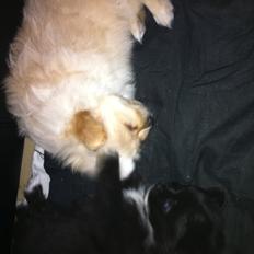 Blanding af racer Bella