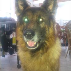 Schæferhund Charlie