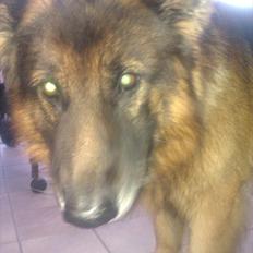 Schæferhund Charlie