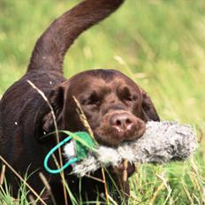 Labrador retriever Baloo (Coco loco´s voyage