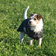 Jack russell terrier Labell