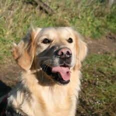 Golden retriever Melba