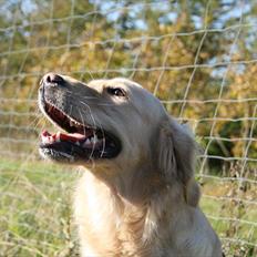 Golden retriever Melba