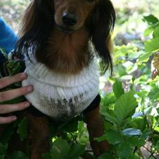 Dværggravhund Jessie