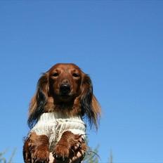 Dværggravhund Jessie