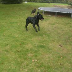 Blanding af racer Ronja