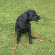 Blanding af racer Ronja