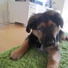 Blanding af racer Bailey