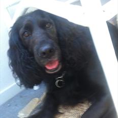 Cocker spaniel Lady