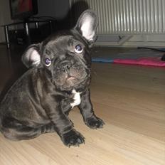 Fransk bulldog Louis