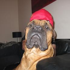 Bullmastiff Basse