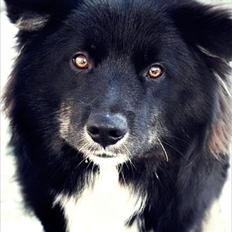 Islandsk fårehund Pil