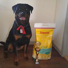 Rottweiler Kakestto's Fibie (05/05-10 - 03/09-14)