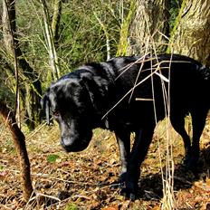 Labrador retriever Luna