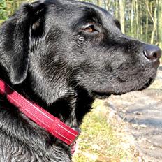 Labrador retriever Luna