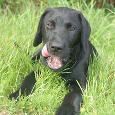 Labrador retriever Monty <3