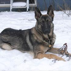 Schæferhund Hajen´s Rosin (Rosco)