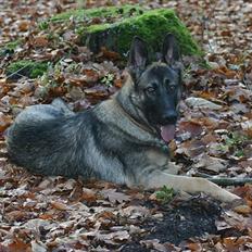 Schæferhund Hajen´s Rosin (Rosco)