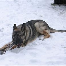 Schæferhund Hajen´s Rosin (Rosco)