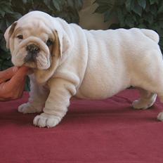 Engelsk bulldog Augusta