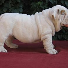 Engelsk bulldog Augusta