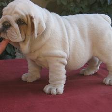 Engelsk bulldog Augusta