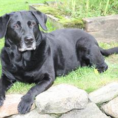 Labrador retriever Coco [Himmelhund]