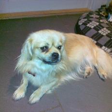 Tibetansk spaniel Ally