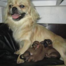 Tibetansk spaniel Ally