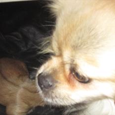 Tibetansk spaniel Ally