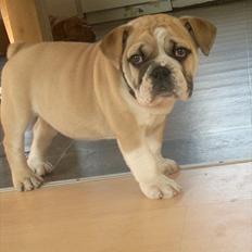 Engelsk bulldog Ronja 