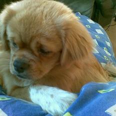 Tibetansk spaniel Tyson