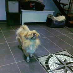 Tibetansk spaniel Tyson