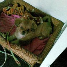 Tibetansk spaniel Tyson