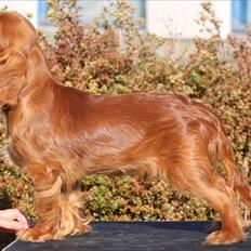 Cavalier king charles spaniel Kiddo