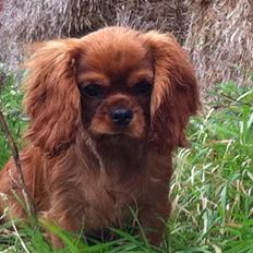 Cavalier king charles spaniel Kiddo
