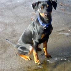 Prazsky krysarik Loke 