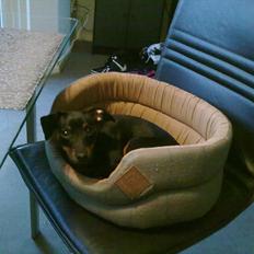 Prazsky krysarik Loke 