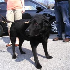 Labrador retriever Dino(Snøvsebjørn)