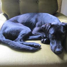 Labrador retriever Stonesteady Nala