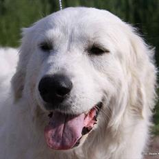 Pyreneerhund Alta Colina's Hutrende Huldra