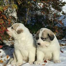 Pyreneerhund Alta Colina's Hutrende Huldra