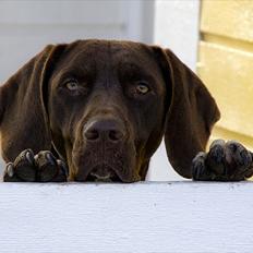 Gammel dansk hønsehund Nuggi