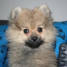 Pomeranian Bailey