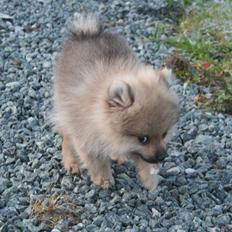 Pomeranian Bailey